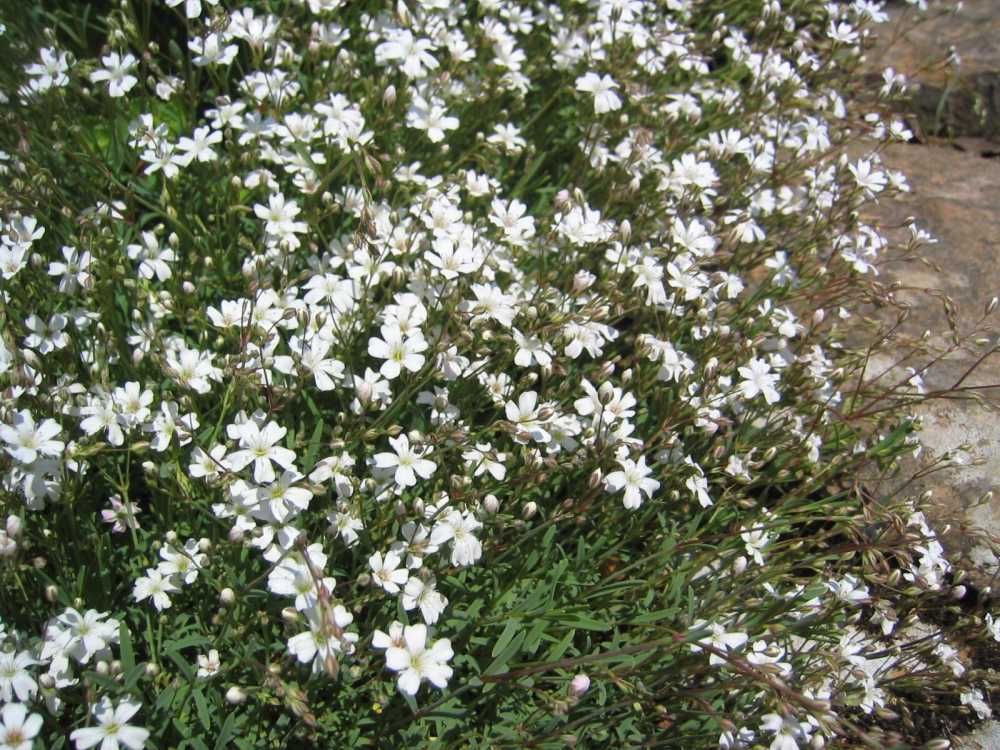 Gypsophila repens (Kriechendes Schleierkraut, Kriechendes Gipskraut)